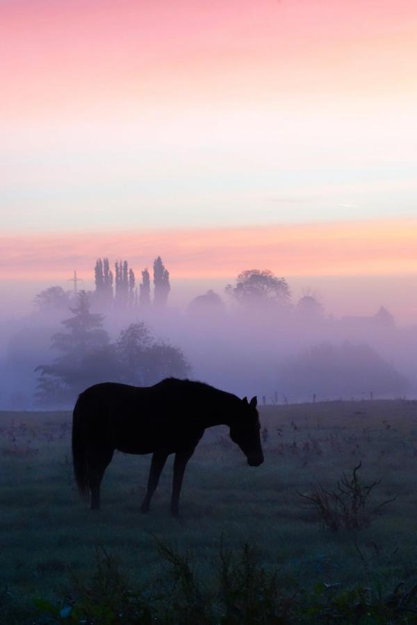 Gite Rural Les Petites Tetes Leuze-en-Hainaut Dış mekan fotoğraf